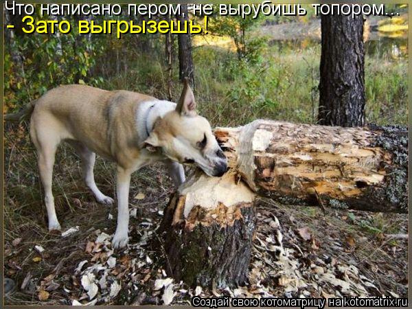 Что написано пером, не вырубишь топором... - Зато выгрызешь!... Котоматрица: Что написано пером, не вырубишь топором... - Зато выгрызешь!