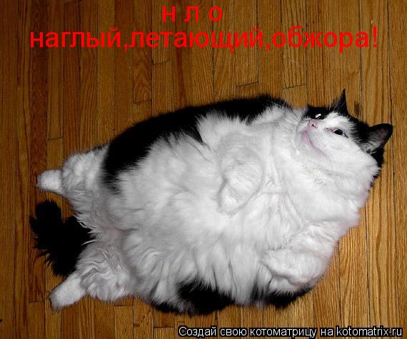 н л о наглый,летающий,обжора!... Котоматрица: н л о наглый,летающий,обжора!