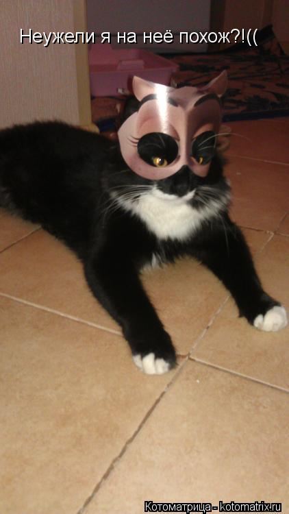 Неужели я на неё похож?!((... Котоматрица: Неужели я на неё похож?!((