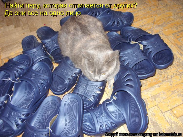Найти пару, которая отличается от других? Да они все на одно лицо... Котоматрица: Найти пару, которая отличается от других? Да они все на одно лицо