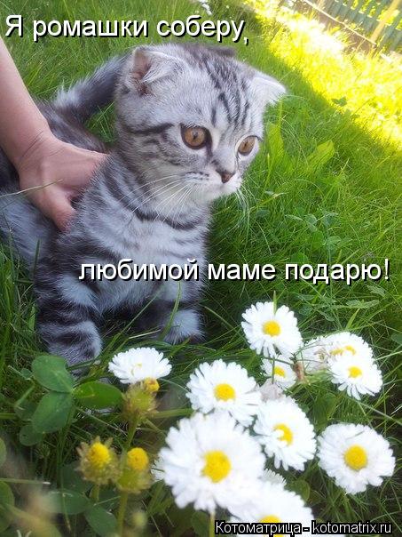 Я ромашки соберу , любимой маме подарю!... Котоматрица: Я ромашки соберу , любимой маме подарю!