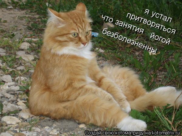я устал притворяться что занятия йогой безболезненны... Котоматрица: я устал притворяться что занятия йогой безболезненны