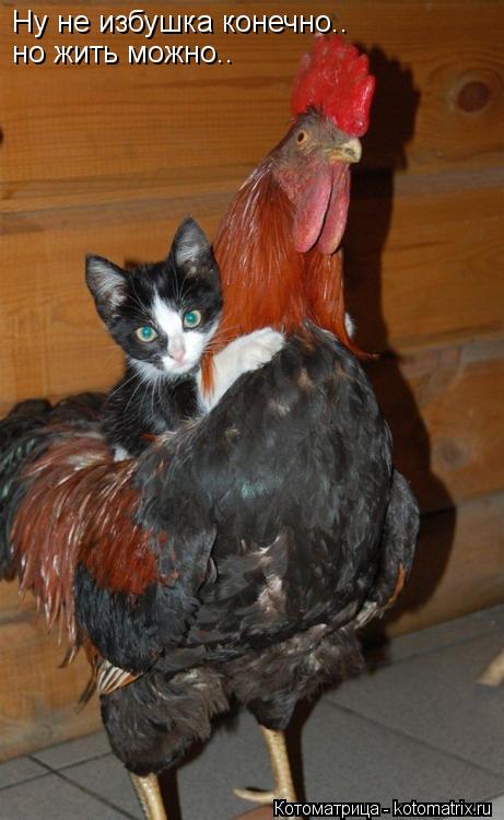 Ну не избушка конечно.. но жить можно..... Котоматрица: Ну не избушка конечно.. но жить можно..