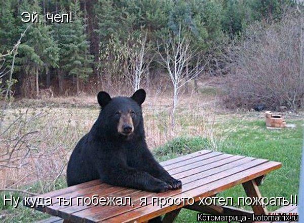 Эй, чел! Ну куда ты побежал, я просто хотел пожрать!!... Котоматрица: Эй, чел! Ну куда ты побежал, я просто хотел пожрать!!