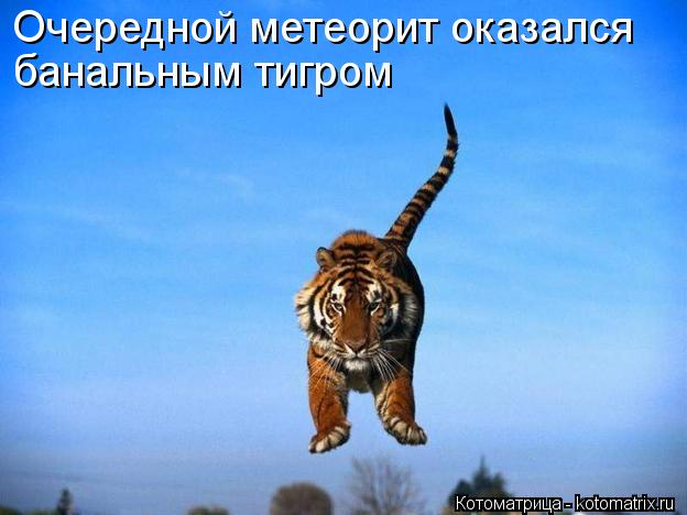 Очередной метеорит оказался банальным тигром... Котоматрица: Очередной метеорит оказался банальным тигром