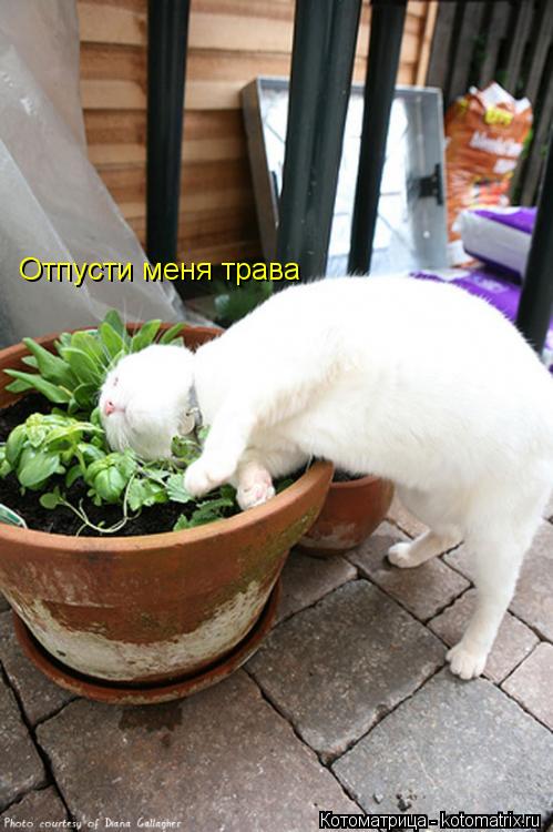 Отпусти меня трава... Котоматрица: Отпусти меня трава