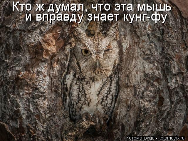 Кто ж думал, что эта мышь и вправду знает кунг-фу... Котоматрица: Кто ж думал, что эта мышь и вправду знает кунг-фу