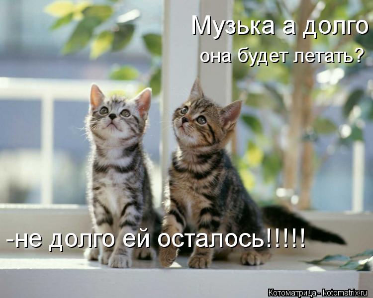 Музька а долго она будет летать? -не долго ей осталось!!!!!... Котоматрица: Музька а долго она будет летать? -не долго ей осталось!!!!!
