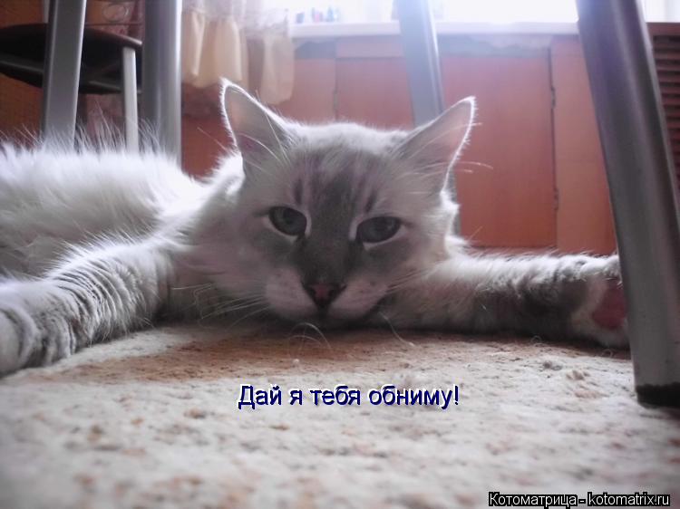 Дай я тебя обниму! Дай я тебя обниму!... Котоматрица: Дай я тебя обниму! Дай я тебя обниму!