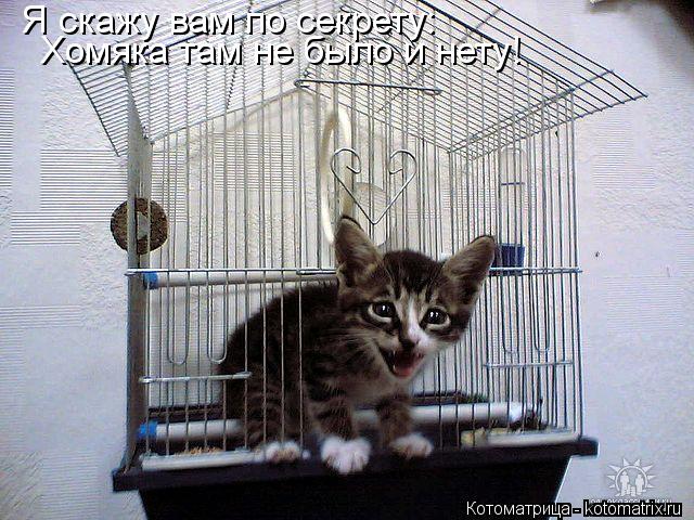 Я скажу вам по секрету: Хомяка там не было и нету!... Котоматрица: Я скажу вам по секрету: Хомяка там не было и нету!