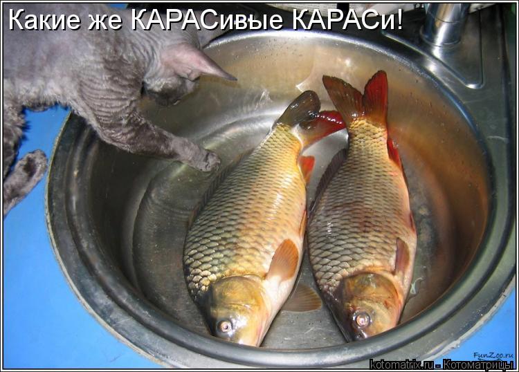 Какие же КАРАСивые КАРАСи!... Котоматрица: Какие же КАРАСивые КАРАСи!