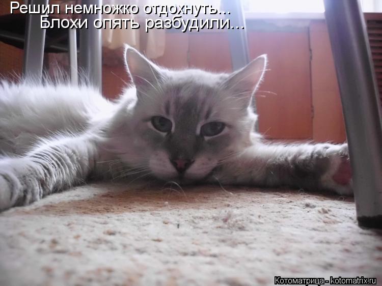 Решил немножко отдохнуть... Блохи опять разбудили...... Котоматрица: Решил немножко отдохнуть... Блохи опять разбудили...