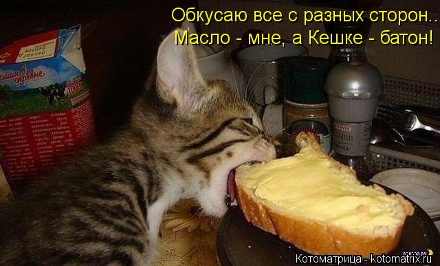 http://kotomatrix.ru/images/lolz/2013/06/19/kotomatritsa_nh.jpg