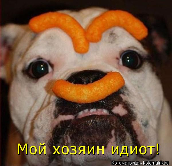 Мой хозяин идиот!... Котоматрица: Мой хозяин идиот!