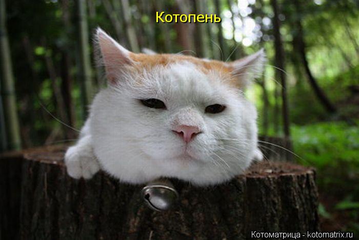 Котопень... Котоматрица: Котопень