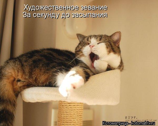 Художественное зевание За секунду до засыпания... Котоматрица: Художественное зевание За секунду до засыпания