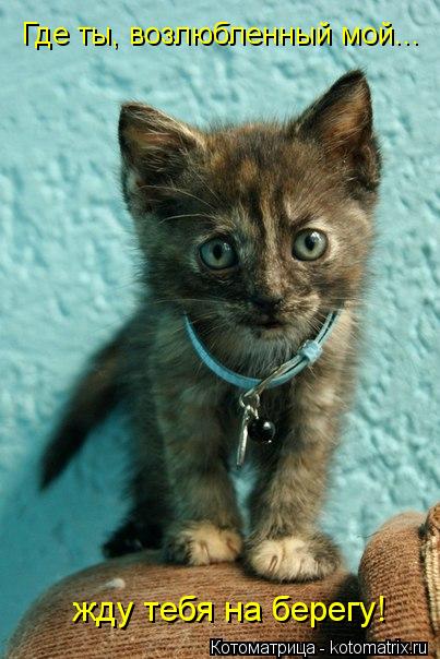 Где ты, возлюбленный мой... жду тебя на берегу!... Котоматрица: Где ты, возлюбленный мой... жду тебя на берегу!