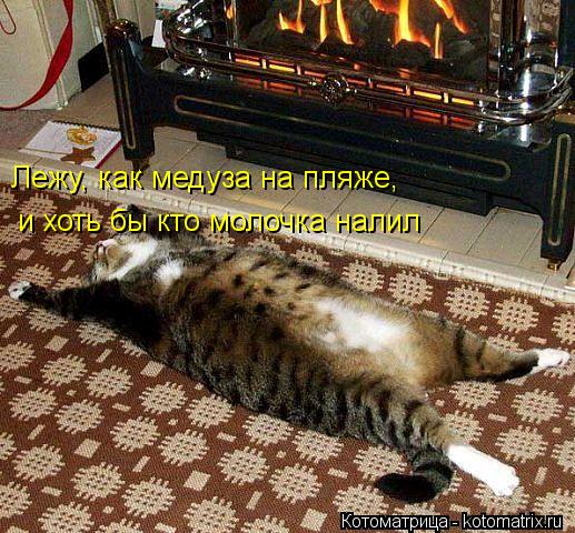 Лежу, как медуза на пляже, и хоть бы кто молочка налил... Котоматрица: Лежу, как медуза на пляже, и хоть бы кто молочка налил