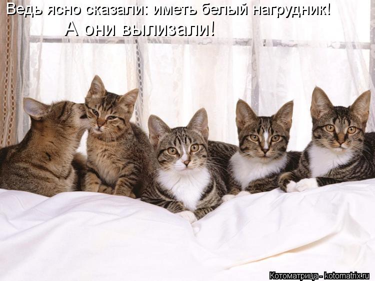 Ведь ясно сказали: иметь белый нагрудник! А они вылизали!... Котоматрица: Ведь ясно сказали: иметь белый нагрудник! А они вылизали!