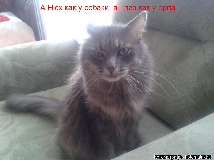 А Нюх как у собаки, а Глаз как у орла... Котоматрица: А Нюх как у собаки, а Глаз как у орла