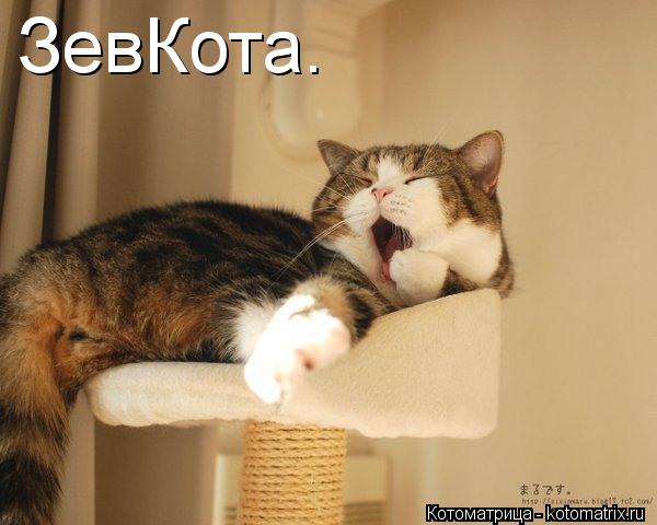 ЗевКота.... Котоматрица: ЗевКота.