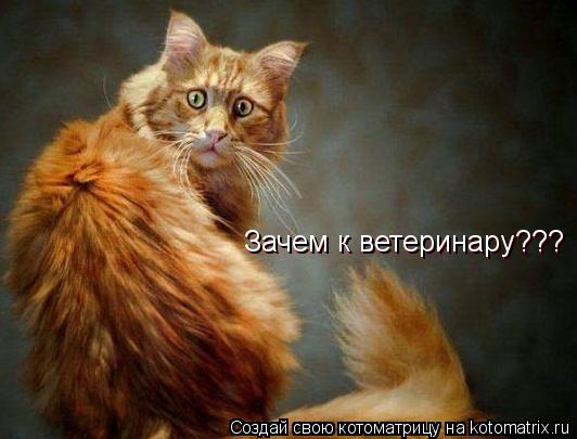 Зачем к ветеринару??? Зачем к ветеринару???... Котоматрица: Зачем к ветеринару??? Зачем к ветеринару???