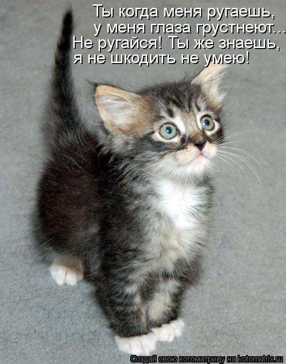 у меня глаза грустнеют... Ты когда меня ругаешь, Не ругайся! Ты же знаешь, я не шкодить не умею!... Котоматрица: у меня глаза грустнеют... Ты когда меня ругаешь, Не ругайся! Ты же знаешь, я не шкодить не умею!