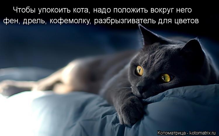 Чтобы упокоить кота, надо положить вокруг него фен, дрель, кофемолку, разбрызгиватель для цветов... Котоматрица: Чтобы упокоить кота, надо положить вокруг него фен, дрель, кофемолку, разбрызгиватель для цветов