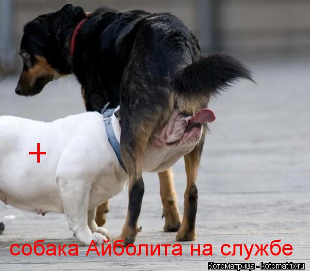 I -- собака Айболита на службе... Котоматрица: I -- собака Айболита на службе