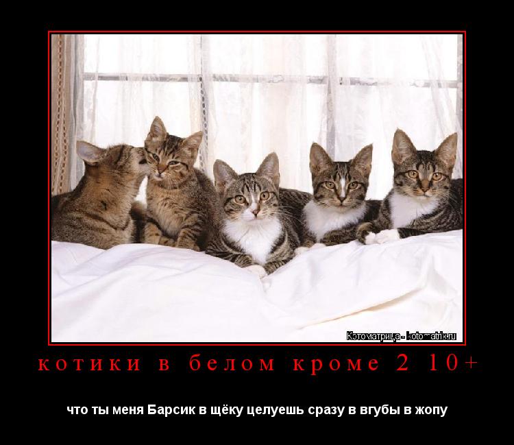 котики в белом кроме 2 10+ что ты меня Барсик в щёку целуешь сразу в вгубы в жопу... Котоматрица: котики в белом кроме 2 10+ что ты меня Барсик в щёку целуешь сразу в вгубы в жопу
