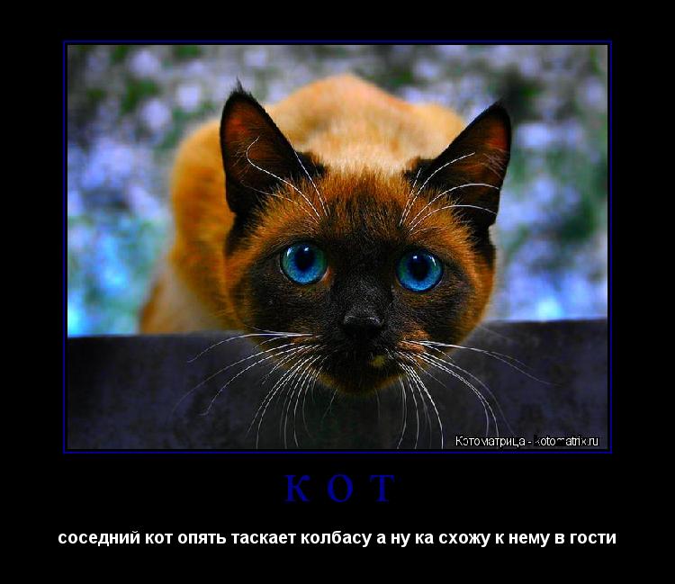 кот соседний кот опять таскает колбасу а ну ка схожу к нему в гости ... Котоматрица: кот соседний кот опять таскает колбасу а ну ка схожу к нему в гости