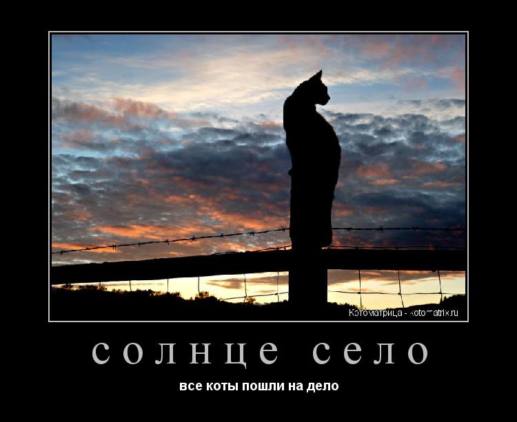 солнце село все коты пошли на дело... Котоматрица: солнце село все коты пошли на дело