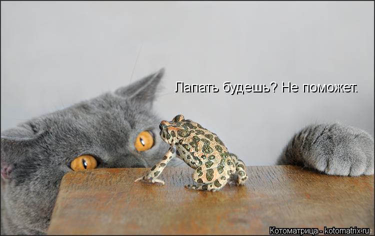 Лапать будешь? Не поможет.... Котоматрица: Лапать будешь? Не поможет.
