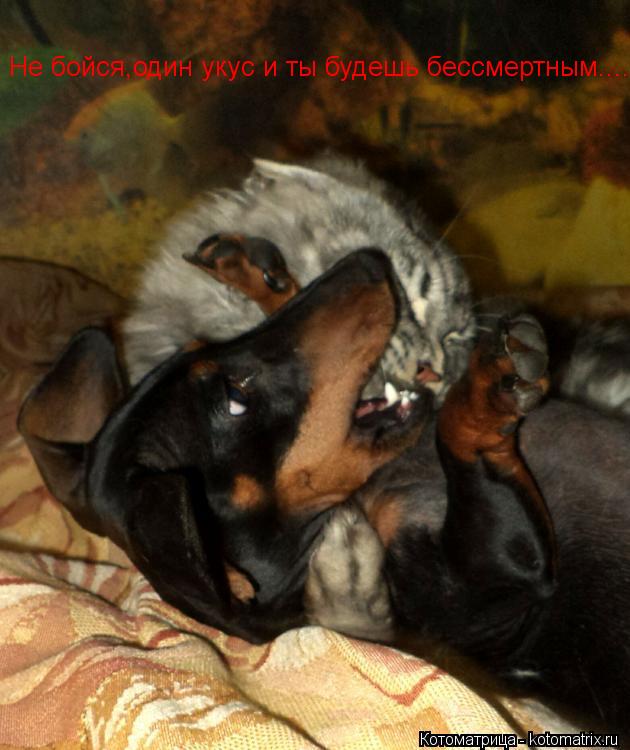 Не бойся,один укус и ты будешь бессмертным........ Котоматрица: Не бойся,один укус и ты будешь бессмертным.....