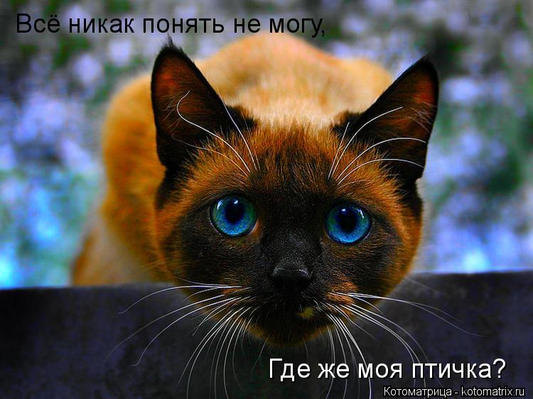 Где же моя птичка? Всё никак понять не могу,... Котоматрица: Где же моя птичка? Всё никак понять не могу,