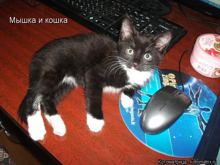 Мышка и кошка... Котоматрица: Мышка и кошка
