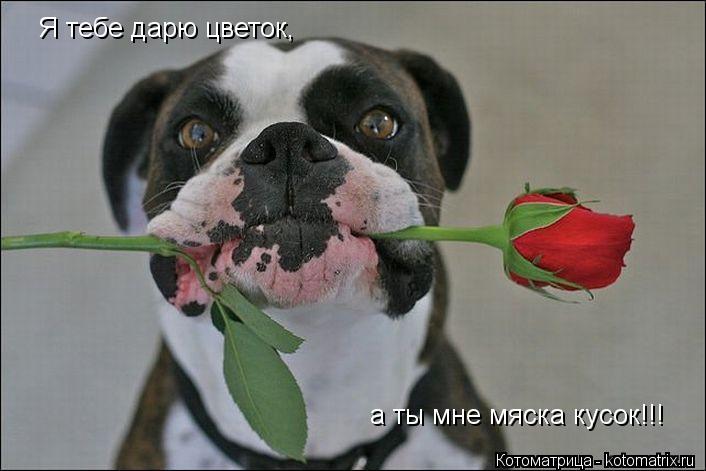 Я тебе дарю цветок, а ты мне мяска кусок!!!... Котоматрица: Я тебе дарю цветок, а ты мне мяска кусок!!!