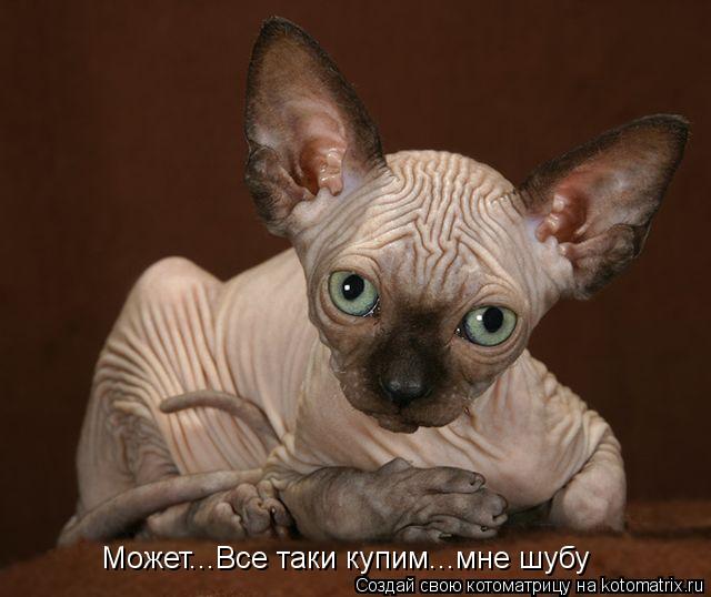 Может...Все таки купим...мне шубу... Котоматрица: Может...Все таки купим...мне шубу