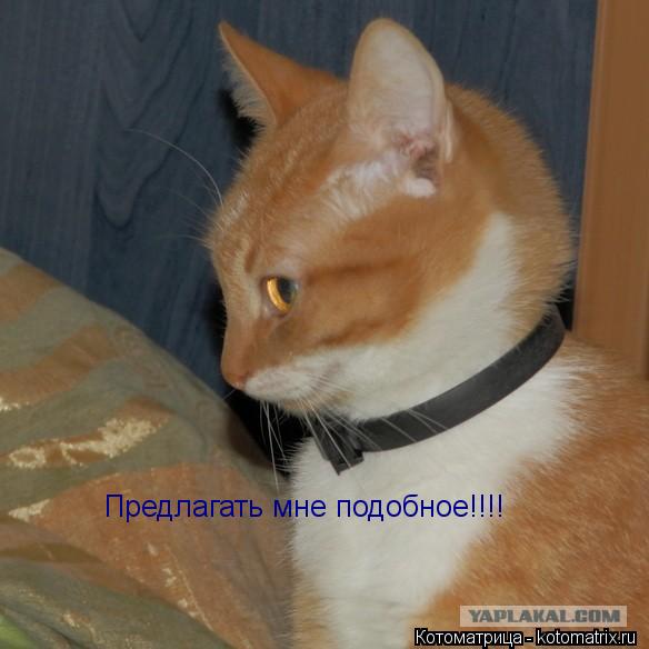 Предлагать мне подобное!!!!... Котоматрица: Предлагать мне подобное!!!!