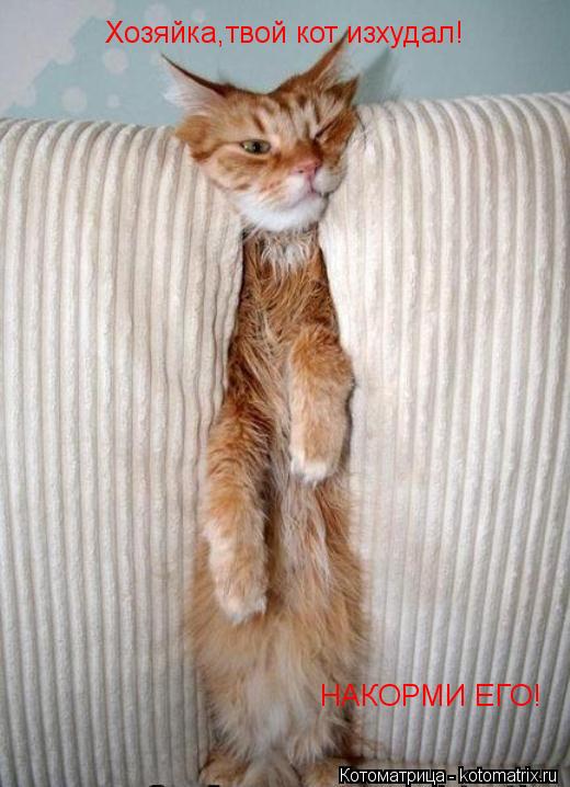 Хозяйка,твой кот изхудал! НАКОРМИ ЕГО!... Котоматрица: Хозяйка,твой кот изхудал! НАКОРМИ ЕГО!