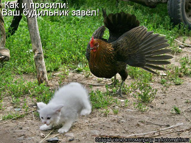 Как и просили: Ваш будильник завёл!... Котоматрица: Как и просили: Ваш будильник завёл!