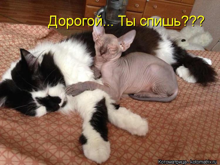 Дорогой... Ты спишь???... Котоматрица: Дорогой... Ты спишь???