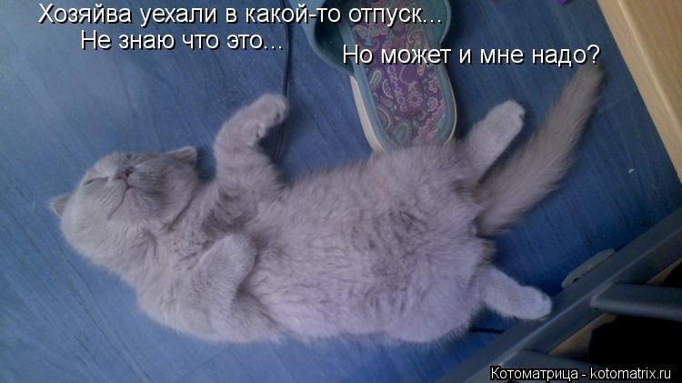 Хозяйва уехали в какой-то отпуск... Не знаю что это... Но может и мне надо?... Котоматрица: Хозяйва уехали в какой-то отпуск... Не знаю что это... Но может и мне надо?
