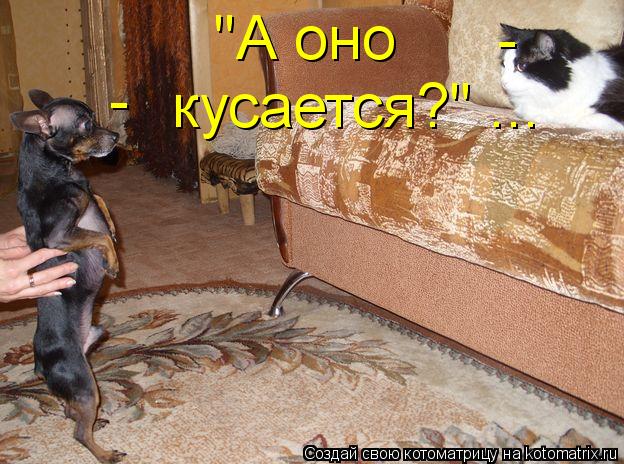 "А оно кусается?" ... - -... Котоматрица: "А оно кусается?" ... - -