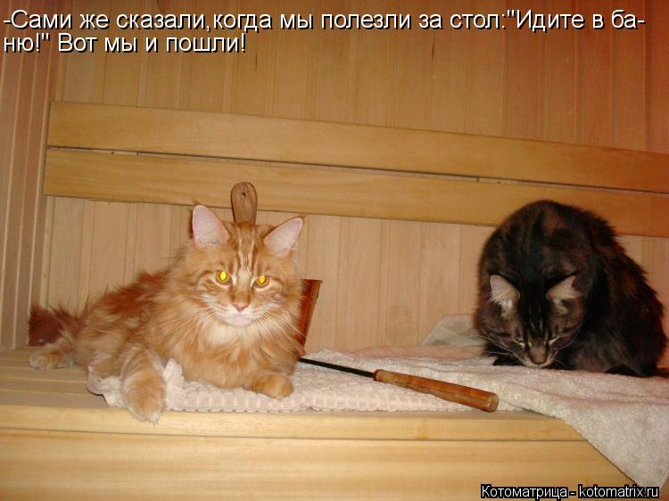 -Сами же сказали,когда мы полезли за стол:"Идите в ба- ню!" Вот мы и пошли!... Котоматрица: -Сами же сказали,когда мы полезли за стол:"Идите в ба- ню!" Вот мы и пошли!