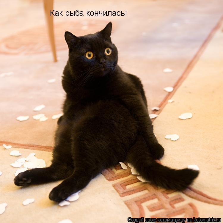 Как рыба кончилась!... Котоматрица: Как рыба кончилась!