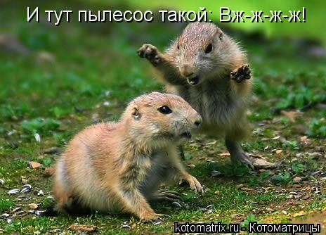 И тут пылесос такой: Вж-ж-ж-ж!... Котоматрица: И тут пылесос такой: Вж-ж-ж-ж!