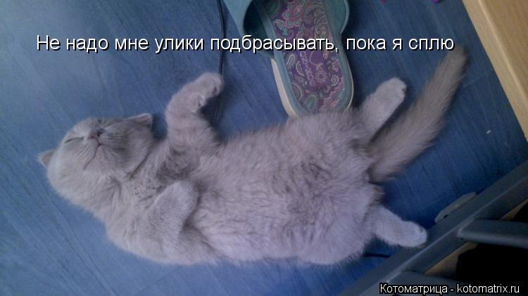 Не надо мне улики подбрасывать, пока я сплю... Котоматрица: Не надо мне улики подбрасывать, пока я сплю
