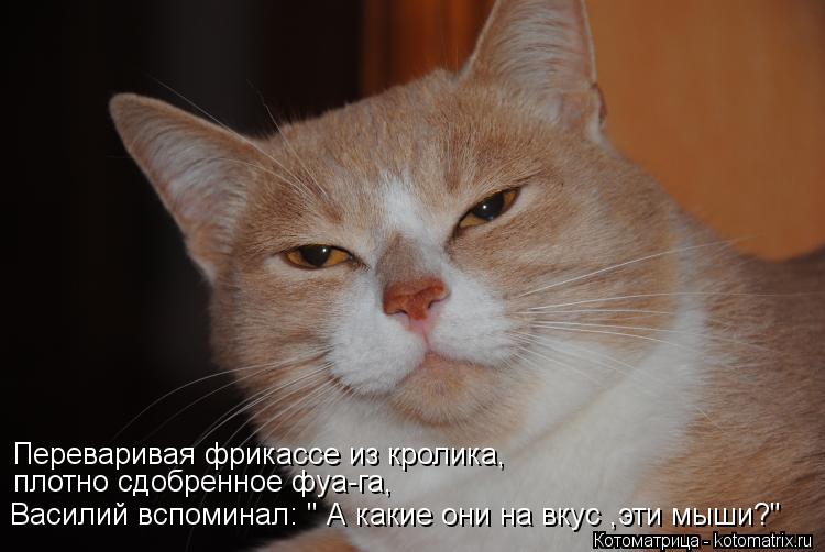 Переваривая фрикассе из кролика, плотно сдобренное фуа-га, Василий вспоминал: " А какие они на вкус ,... Котоматрица: Переваривая фрикассе из кролика, плотно сдобренное фуа-га, Василий вспоминал: " А какие они на вкус ,эти мыши?"