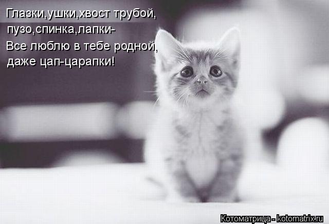 Глазки,ушки,хвост трубой, пузо,спинка,лапки- Все люблю в тебе родной, даже цап-царапки!... Котоматрица: Глазки,ушки,хвост трубой, пузо,спинка,лапки- Все люблю в тебе родной, даже цап-царапки!